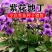 紫花地丁种子多年生耐寒花籽庭院阳台室外四季播地被矮生种籽