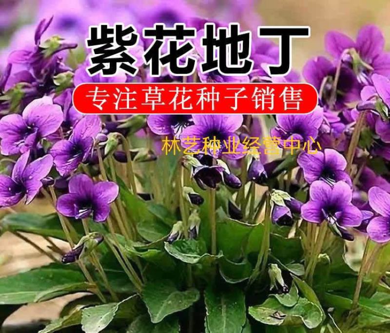 紫花地丁种子多年生耐寒花籽庭院阳台室外四季播地被矮生种籽