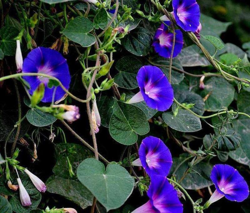 牵牛花种子四季易种室外庭院爬藤喇叭花种子快速生长易活花草