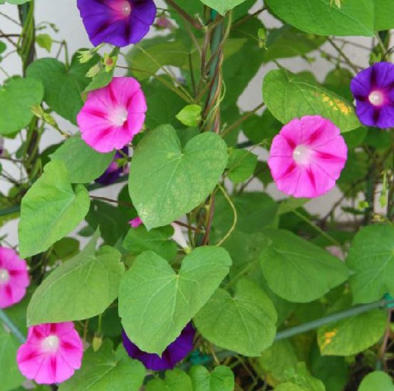 牵牛花种子四季易种室外庭院爬藤喇叭花种子快速生长易活花草