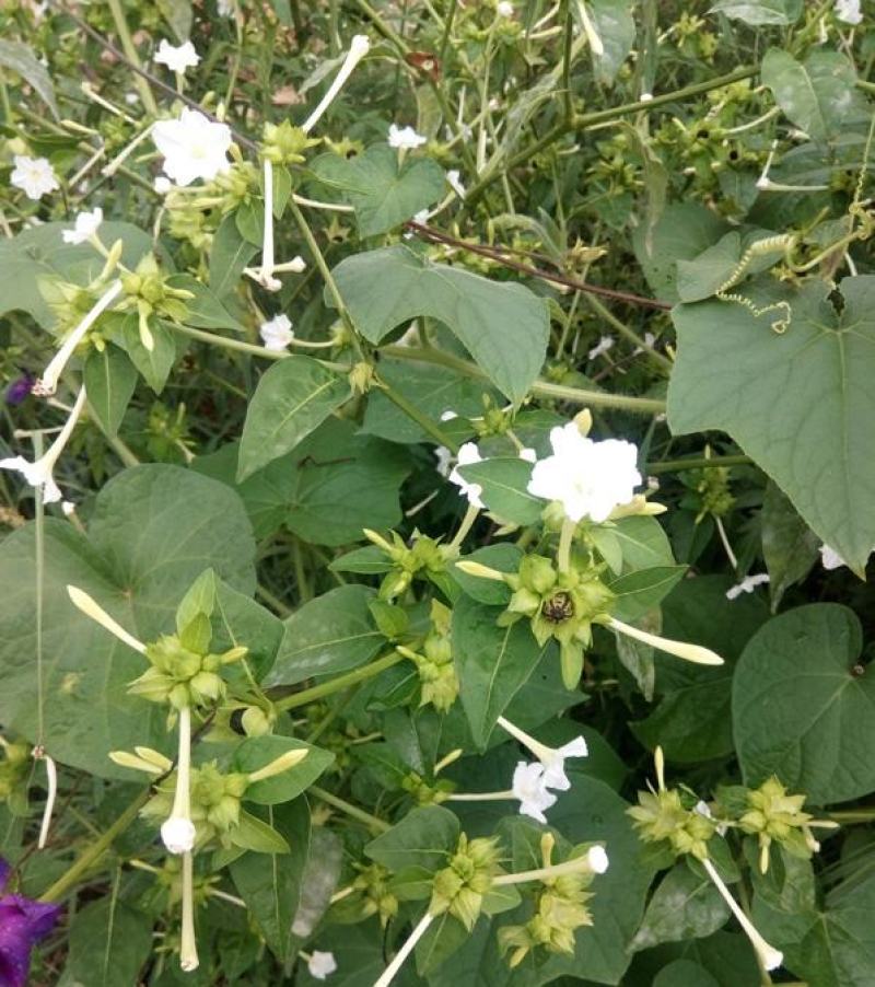 茉莉花种子紫茉莉种子紫茉莉种苗茉莉花种球胭脂花种子