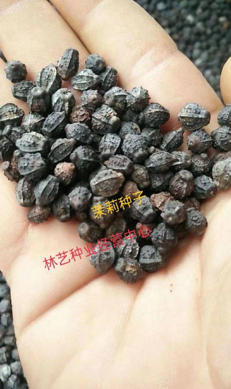茉莉花种子紫茉莉种子紫茉莉种苗茉莉花种球胭脂花种子