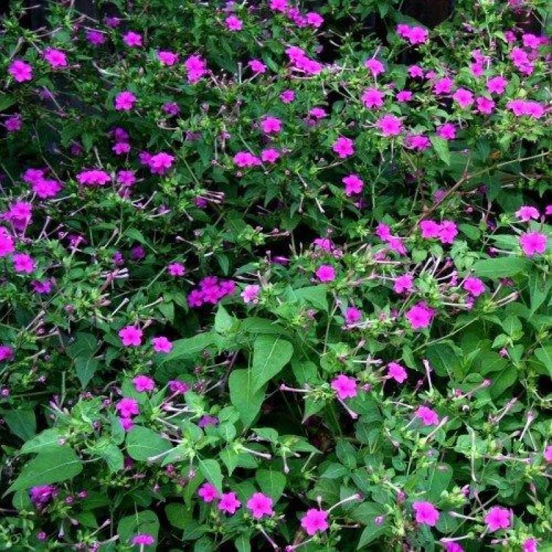 茉莉花种子紫茉莉种子紫茉莉种苗茉莉花种球胭脂花种子
