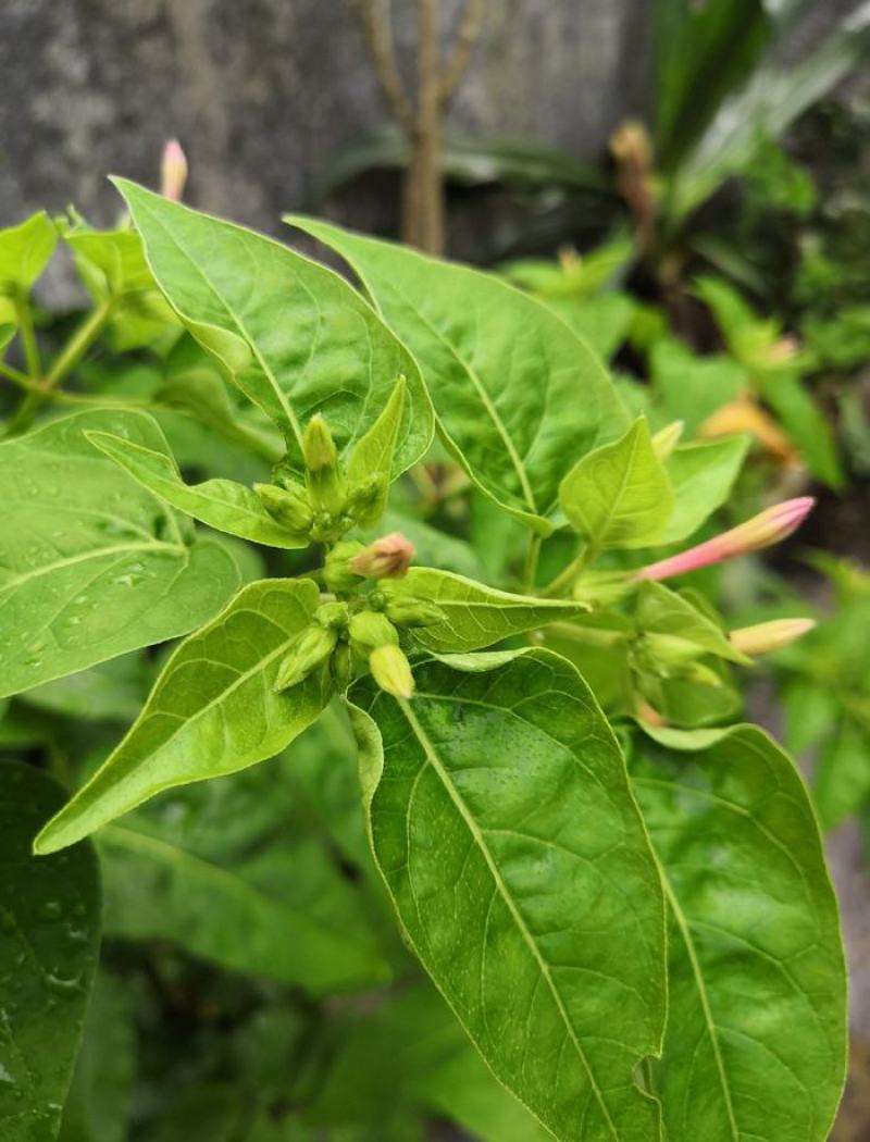 茉莉花种子紫茉莉种子紫茉莉种苗茉莉花种球胭脂花种子