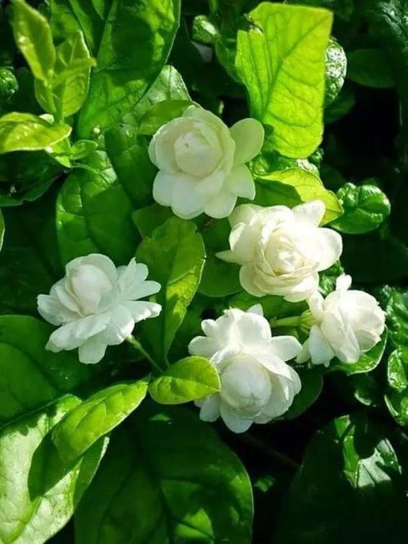 茉莉花种子紫茉莉种子紫茉莉种苗茉莉花种球胭脂花种子