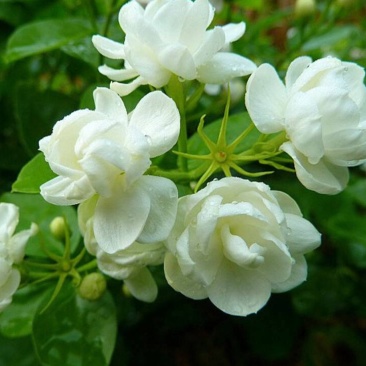 茉莉花种子紫茉莉种子紫茉莉种苗茉莉花种球胭脂花种子
