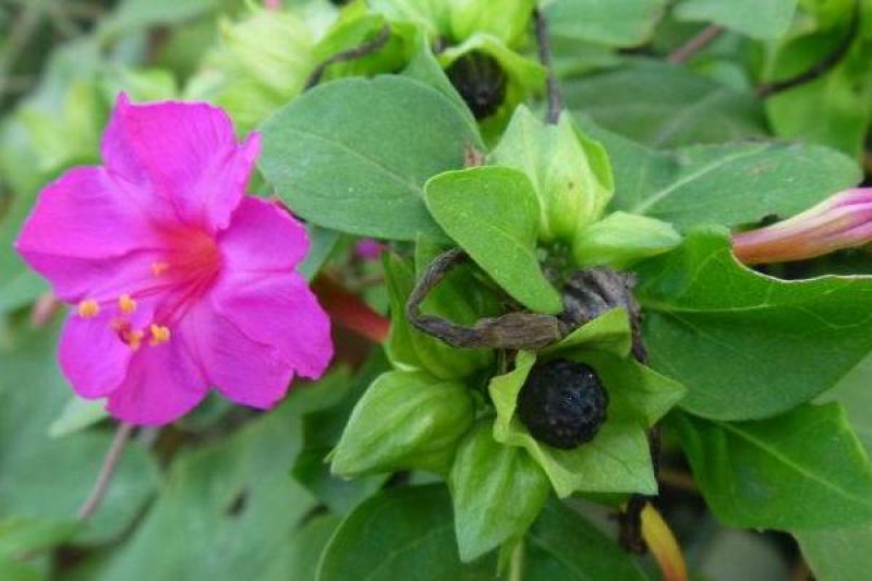 茉莉花种子紫茉莉种子紫茉莉种苗茉莉花种球胭脂花种子