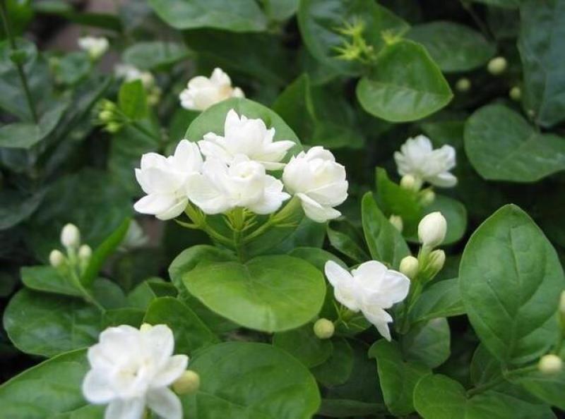 茉莉花种子紫茉莉种子紫茉莉种苗茉莉花种球胭脂花种子