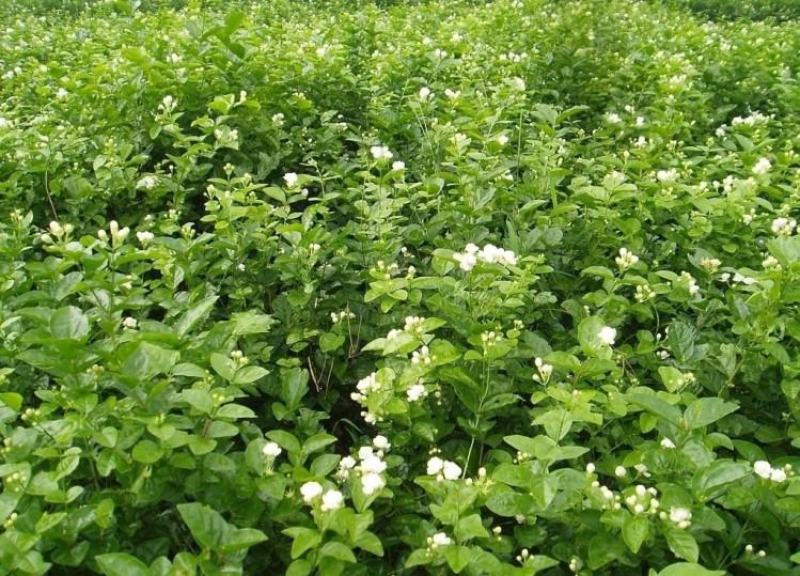 茉莉花种子紫茉莉种子紫茉莉种苗茉莉花种球胭脂花种子