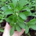甜叶菊苗甜菊叶苗阳台盆栽甜叶菊苗甜叶菊幼苗甜叶薄荷苗