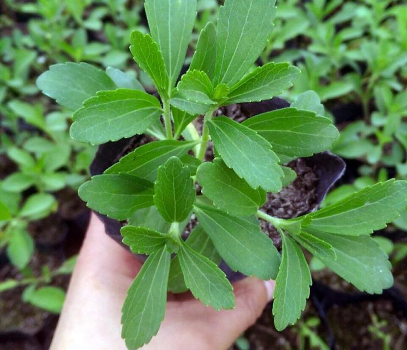 甜叶菊苗甜菊叶苗阳台盆栽甜叶菊苗甜叶菊幼苗甜叶薄荷苗