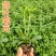 甜叶菊苗甜菊叶苗阳台盆栽甜叶菊苗甜叶菊幼苗甜叶薄荷苗
