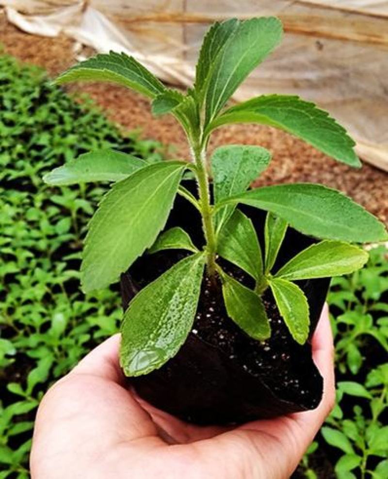 甜叶菊苗甜菊叶苗阳台盆栽甜叶菊苗甜叶菊幼苗甜叶薄荷苗