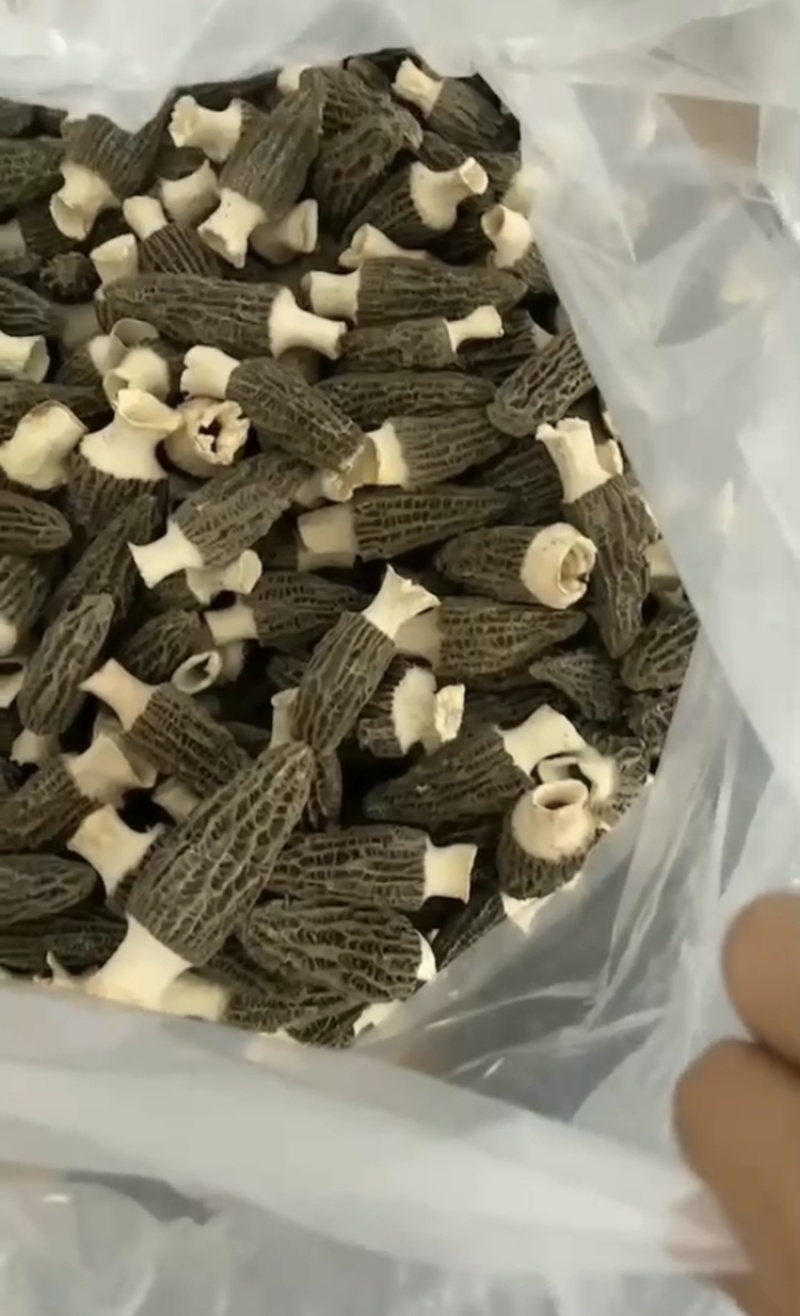 冻干羊肚菌、干品羊肚菌，（高端加工工艺）