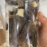 冻干羊肚菌、干品羊肚菌，（高端加工工艺）
