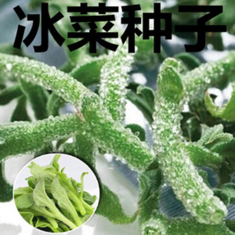冰菜种子春秋冬季阳台盆栽新鲜蔬菜种子冰草种子四季蔬菜
