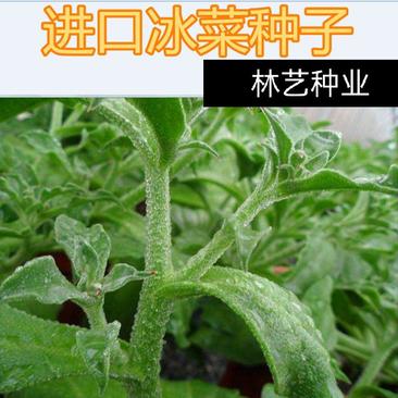 冰菜种子春秋冬季阳台盆栽新鲜蔬菜种子冰草种子四季蔬菜