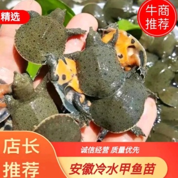 甲鱼苗中华鳖苗外塘黄河日本杂交苗顺丰包邮