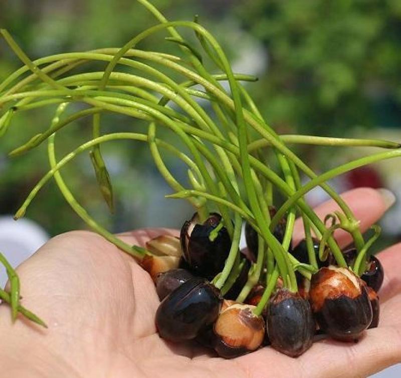 四季播种碗莲种子已开口水培植物睡莲荷花种子室内盆栽绿植