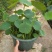 四季播种碗莲种子已开口水培植物睡莲荷花种子室内盆栽绿植