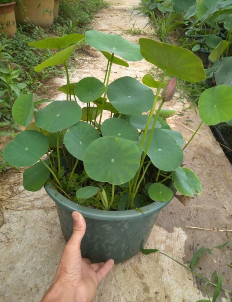 四季播种碗莲种子已开口水培植物睡莲荷花种子室内盆栽绿植