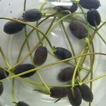 四季播种碗莲种子已开口水培植物睡莲荷花种子室内盆栽绿植