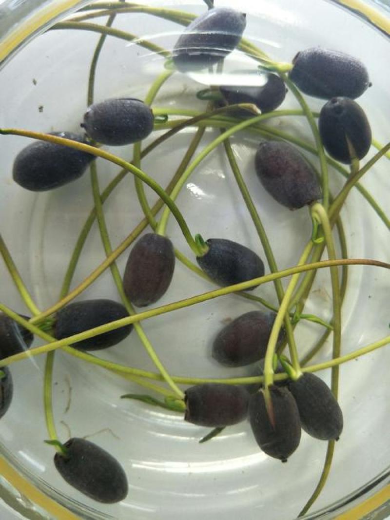 四季播种碗莲种子已开口水培植物睡莲荷花种子室内盆栽绿植