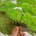 四季播种碗莲种子已开口水培植物睡莲荷花种子室内盆栽绿植