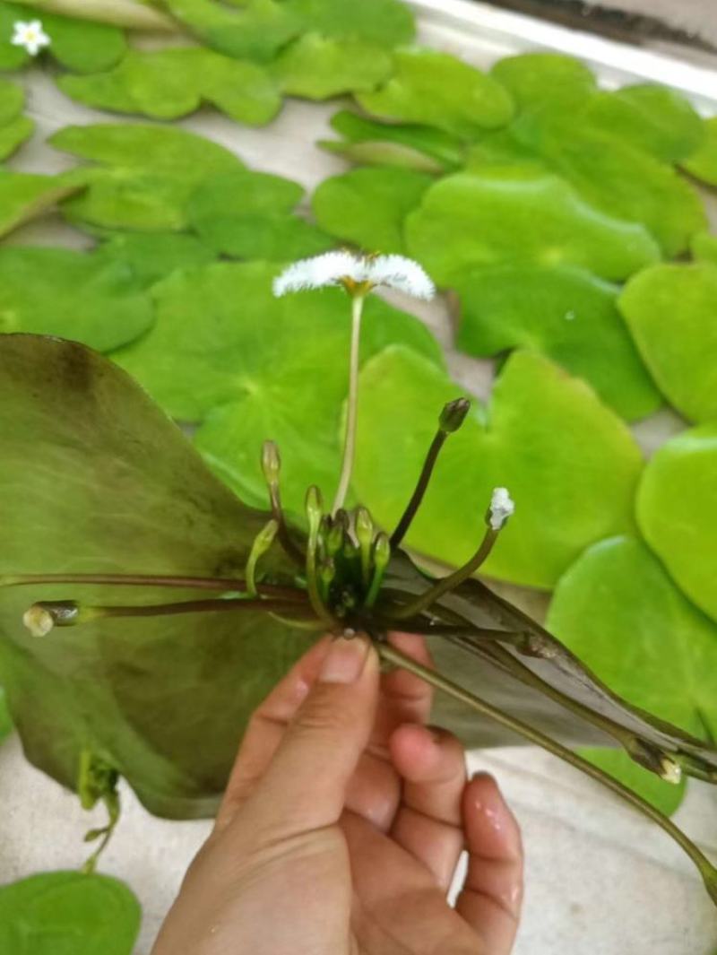 四季播种碗莲种子已开口水培植物睡莲荷花种子室内盆栽绿植