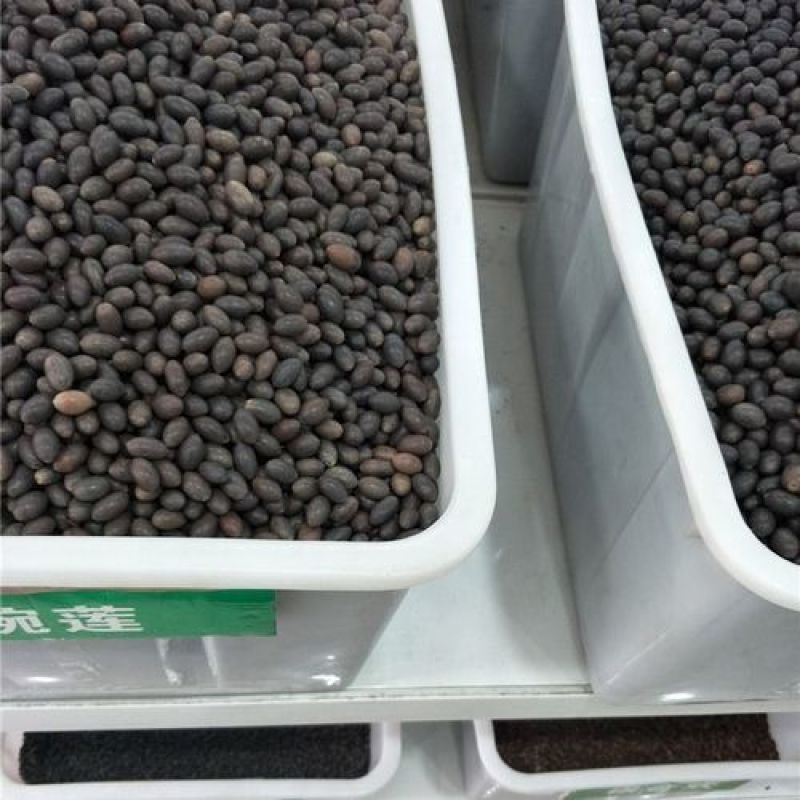 四季播种碗莲种子已开口水培植物睡莲荷花种子室内盆栽绿植