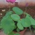 四季播种碗莲种子已开口水培植物睡莲荷花种子室内盆栽绿植