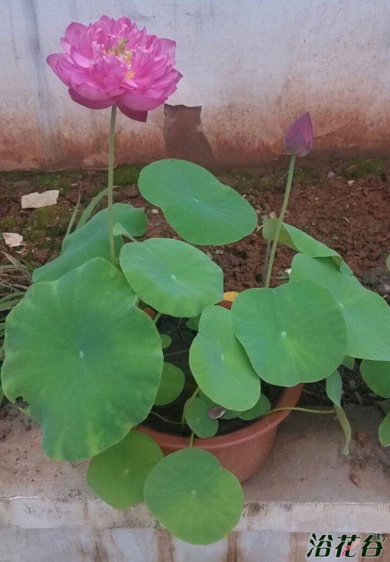 四季播种碗莲种子已开口水培植物睡莲荷花种子室内盆栽绿植
