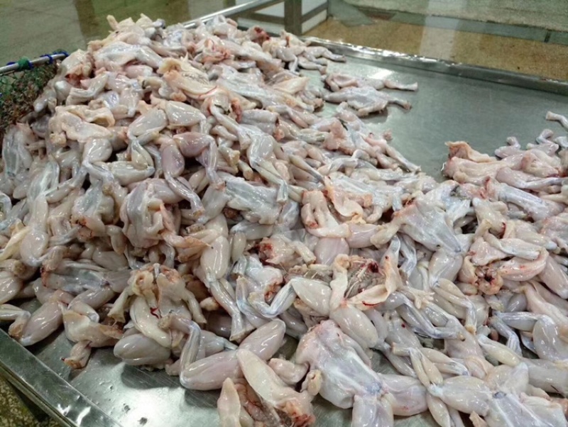 牛蛙肉新鲜冷冻去皮去头去脚趾去内脏牛蛙烧烤火锅批发