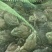 牛蛙肉新鲜冷冻去皮去头去脚趾去内脏牛蛙烧烤火锅批发