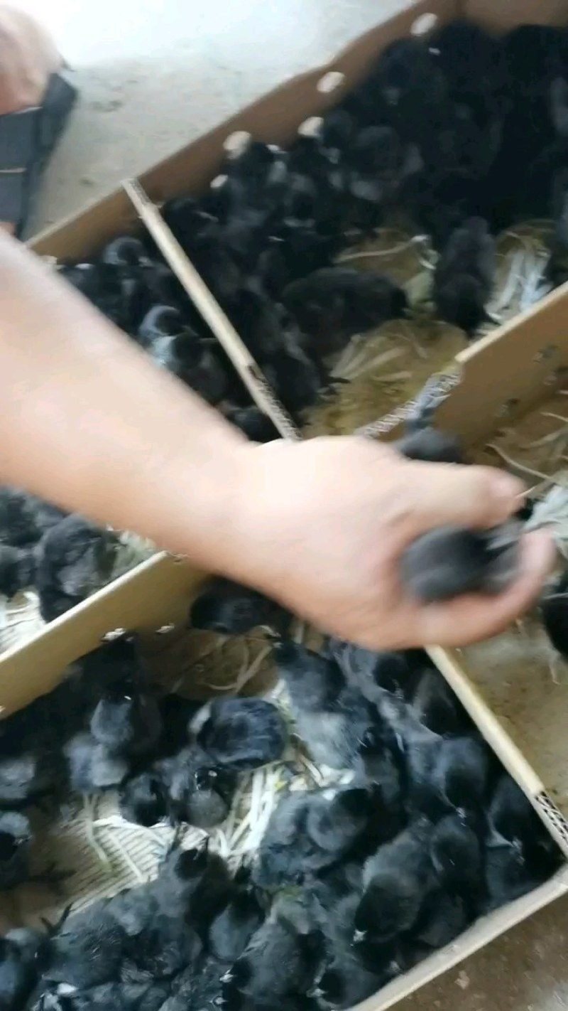 黑土鸡苗黑鸡苗温室黑五鸡苗快大黑长速快抗病强存活高黑鸡苗