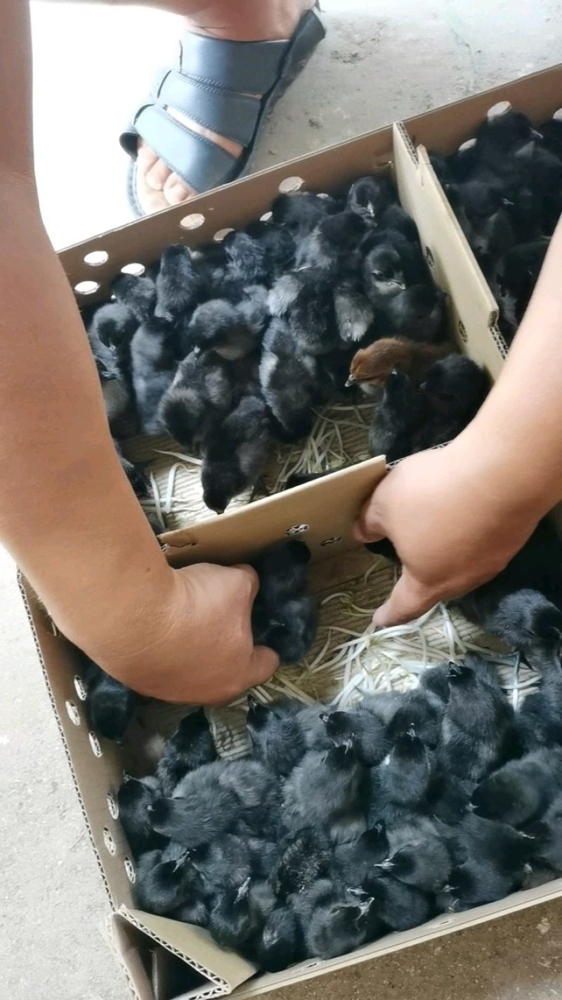黑土鸡苗黑鸡苗温室黑五鸡苗快大黑长速快抗病强存活高黑鸡苗