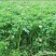 紫花苜蓿种子苜蓿草种子野生食用苜蓿菜牛羊鱼多年生牧草种子