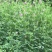 紫花苜蓿种子苜蓿草种子野生食用苜蓿菜牛羊鱼多年生牧草种子