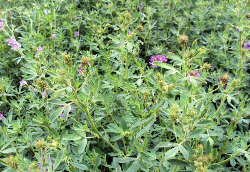 紫花苜蓿种子苜蓿草种子野生食用苜蓿菜牛羊鱼多年生牧草种子