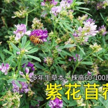 紫花苜蓿种子苜蓿草种子野生食用苜蓿菜牛羊鱼多年生牧草种子