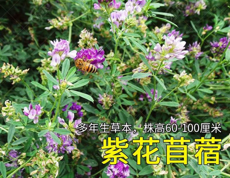 紫花苜蓿种子苜蓿草种子野生食用苜蓿菜牛羊鱼多年生牧草种子