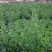 紫花苜蓿种子苜蓿草种子野生食用苜蓿菜牛羊鱼多年生牧草种子