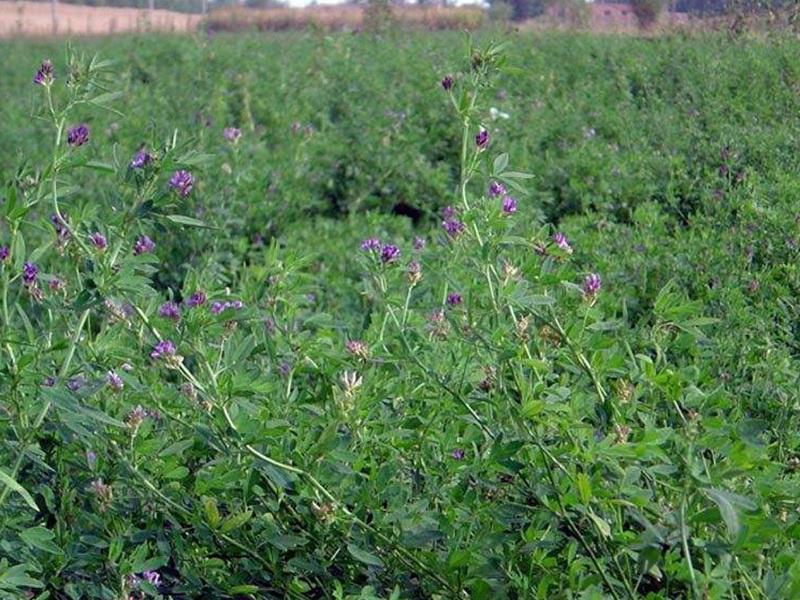 紫花苜蓿种子苜蓿草种子野生食用苜蓿菜牛羊鱼多年生牧草种子