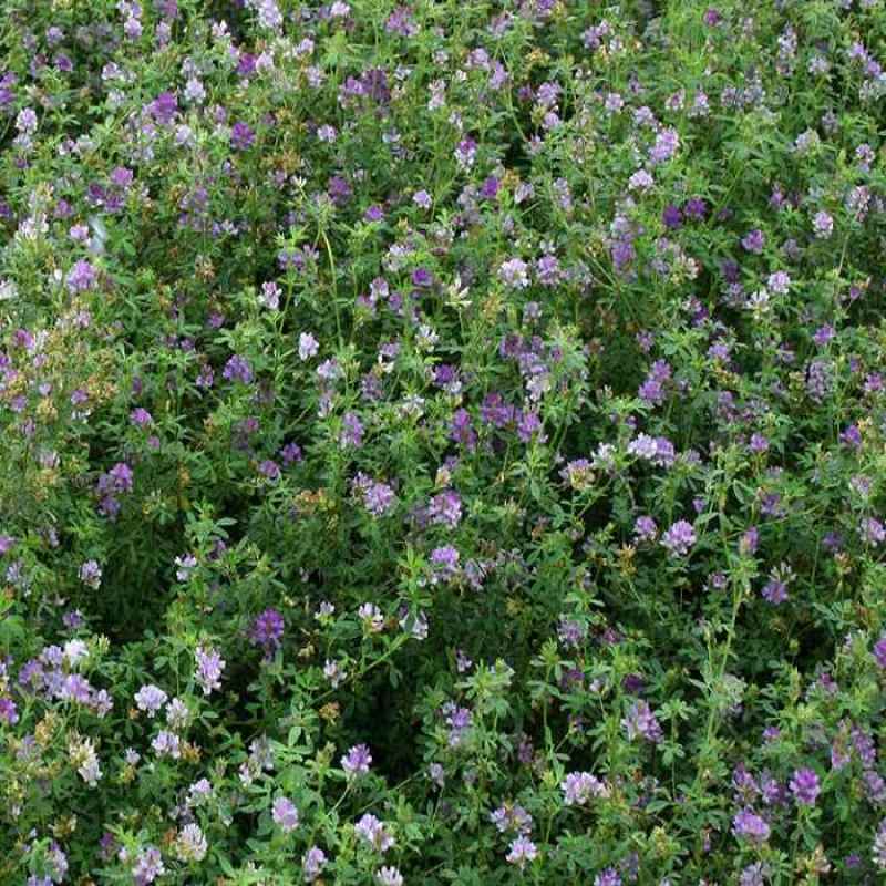 紫花苜蓿种子苜蓿草种子野生食用苜蓿菜牛羊鱼多年生牧草种子