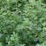 紫花苜蓿种子苜蓿草种子野生食用苜蓿菜牛羊鱼多年生牧草种子