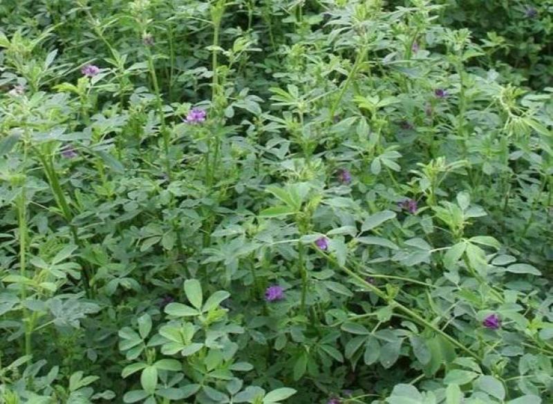 紫花苜蓿种子苜蓿草种子野生食用苜蓿菜牛羊鱼多年生牧草种子