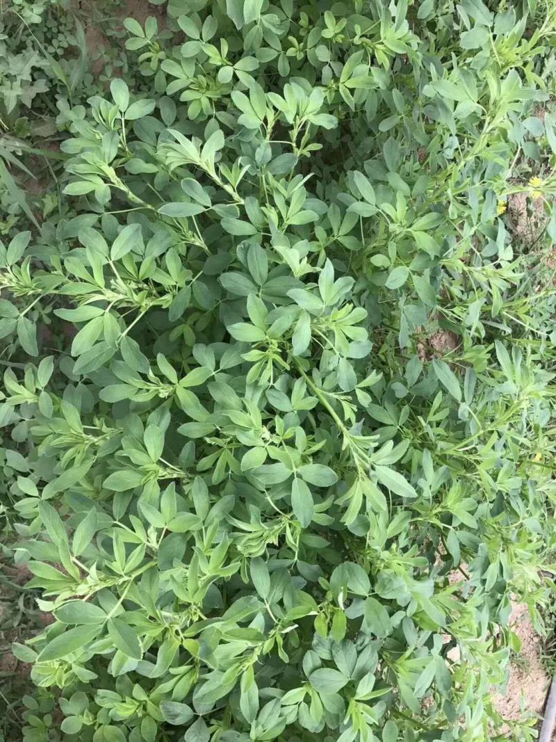 紫花苜蓿种子苜蓿草种子野生食用苜蓿菜牛羊鱼多年生牧草种子