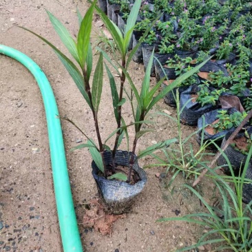 紫花翠芦莉