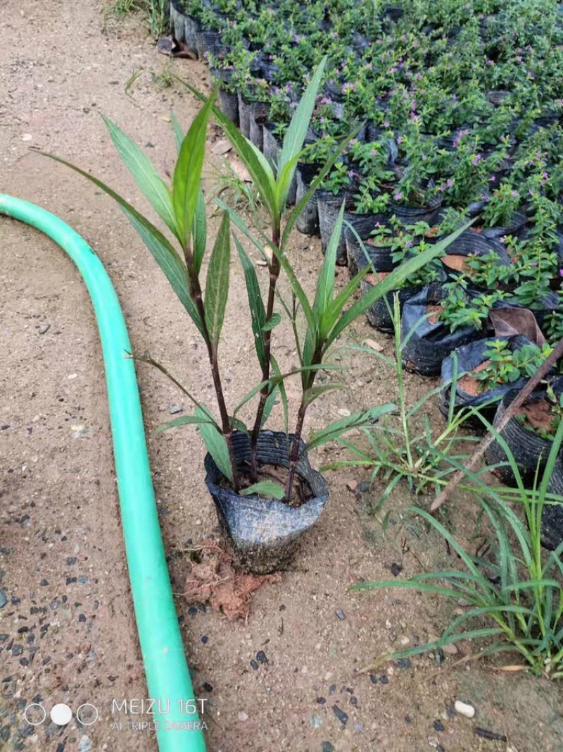 紫花翠芦莉