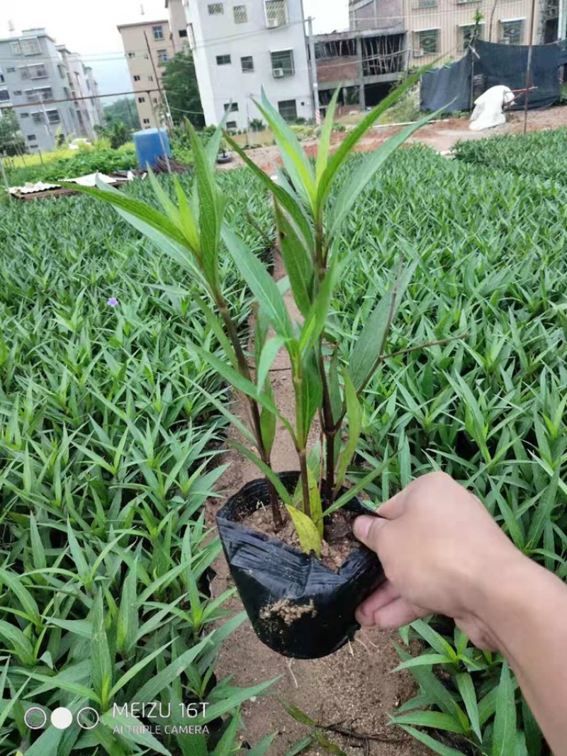 紫花翠芦莉